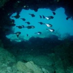 Minnow Cave Video - Key Largo, Fl. - June 17, 2017