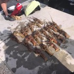 July 2020 Day 2 of Lobster Mini Season!