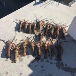 July 2020 Lobster Mini Season!