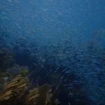 Video of Schooling Minnows at Horseshoe Reef off Key Largo, Fl.