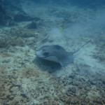 Video of a Southern Stingray in Key Largo, Fl. at Mike's Wreck.